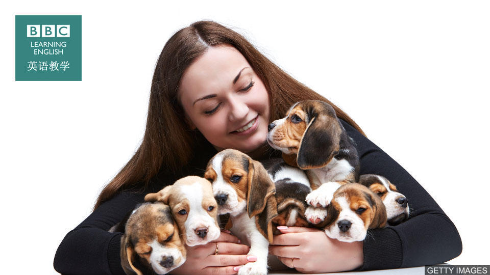 与狗有关的英语词汇,你确定都知道吗?