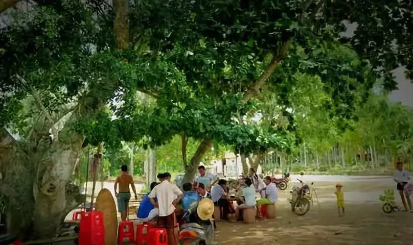 扶沟农村老家夏天的一幕幕!看完你想家了吗?