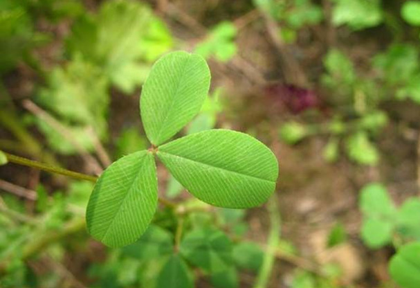 荒野维生食物之野菜系列—鸡眼草