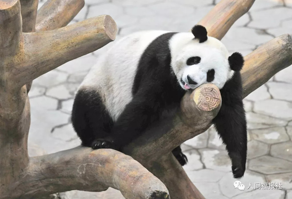 又把自己吃胖了吧?佛陀教你减肥秘诀