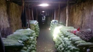 以前北方过冬少不了它,吃一整年都不腻,现在才知道营养价值高|白菜