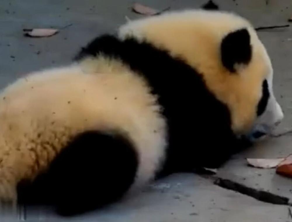 熊猫宝宝伸懒腰,看起来真的好舒服,太可爱了