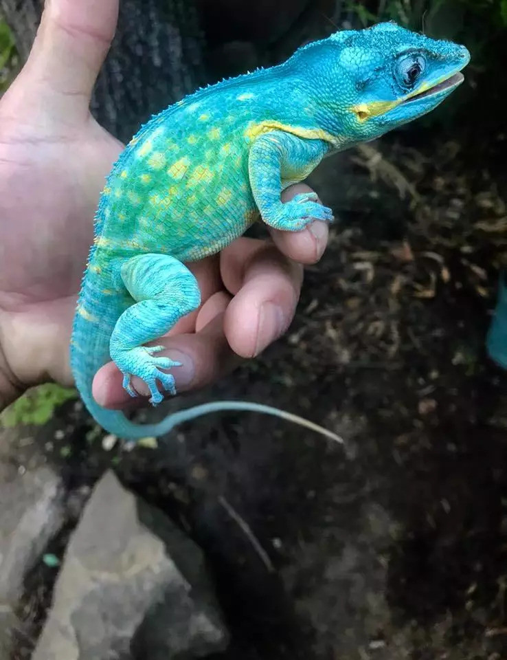 倒霉的入侵者,古巴骑士安乐蜥