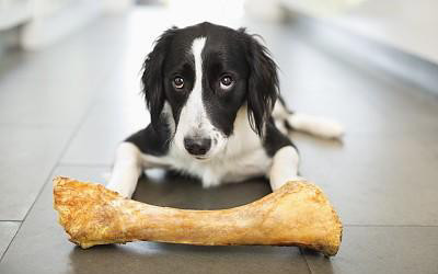 狗狗可以吃人吃的药吗?千万别因错误的知识而