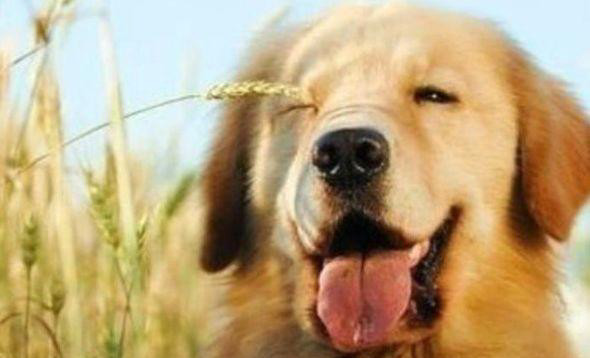 狗狗可以吃人吃的药吗?千万别因错误的知识而