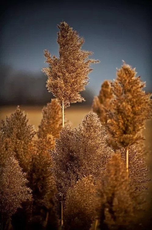 芦花水滨多芦荻.秋日开花,一片白色,西风吹来,花飞如雪.