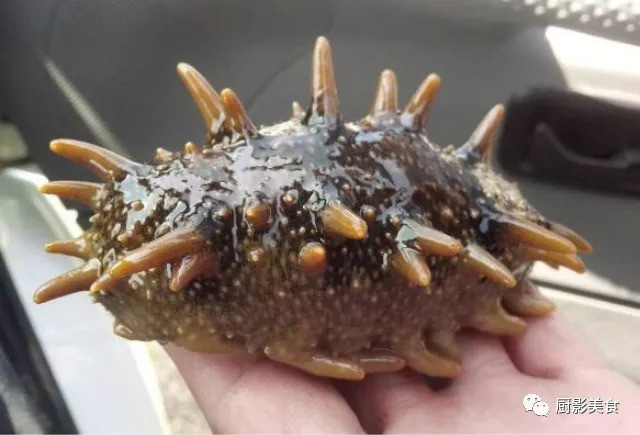 中国顶级海参排行榜,沿海城市大OK