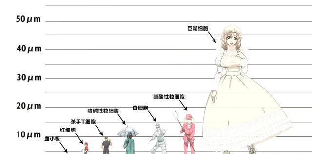 日本网友绘制《工作细胞》登场角色真实大小，巨噬细胞原来这么大