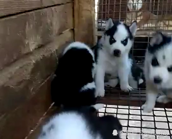 哈士奇生下了一群秃头幼崽,越看越喜感,可主人却愁坏了