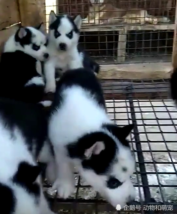 哈士奇生下了一群秃头幼崽,越看越喜感,可主人却愁坏了