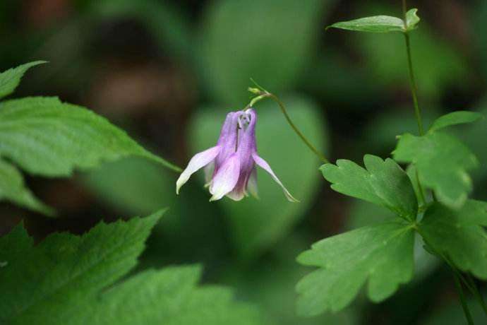 们,笔者今天看资料的时候,发现了一个名字很有趣的植物---华北耧斗菜