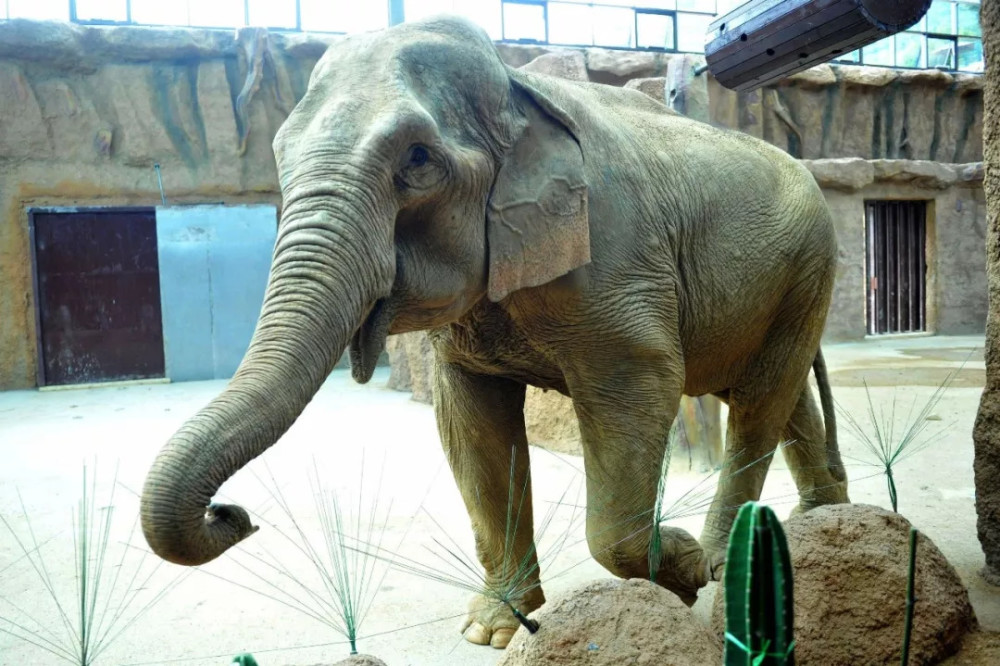 没有大象的未来,我们将失去什么?