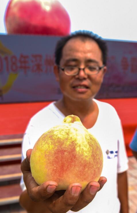深州蜜桃基地：丰收在望中的甜蜜梦想