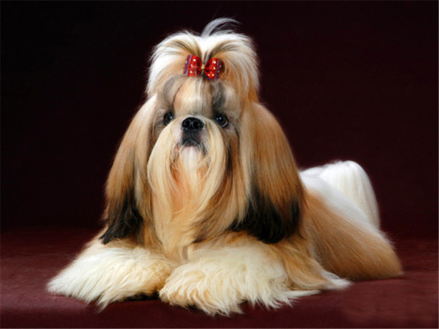 因为长得像狮子而得名"狮子狗"的西施犬,它的性格和日常护理