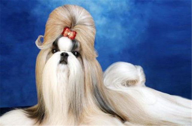 因为长得像狮子而得名"狮子狗"的西施犬,它的性格和日常护理