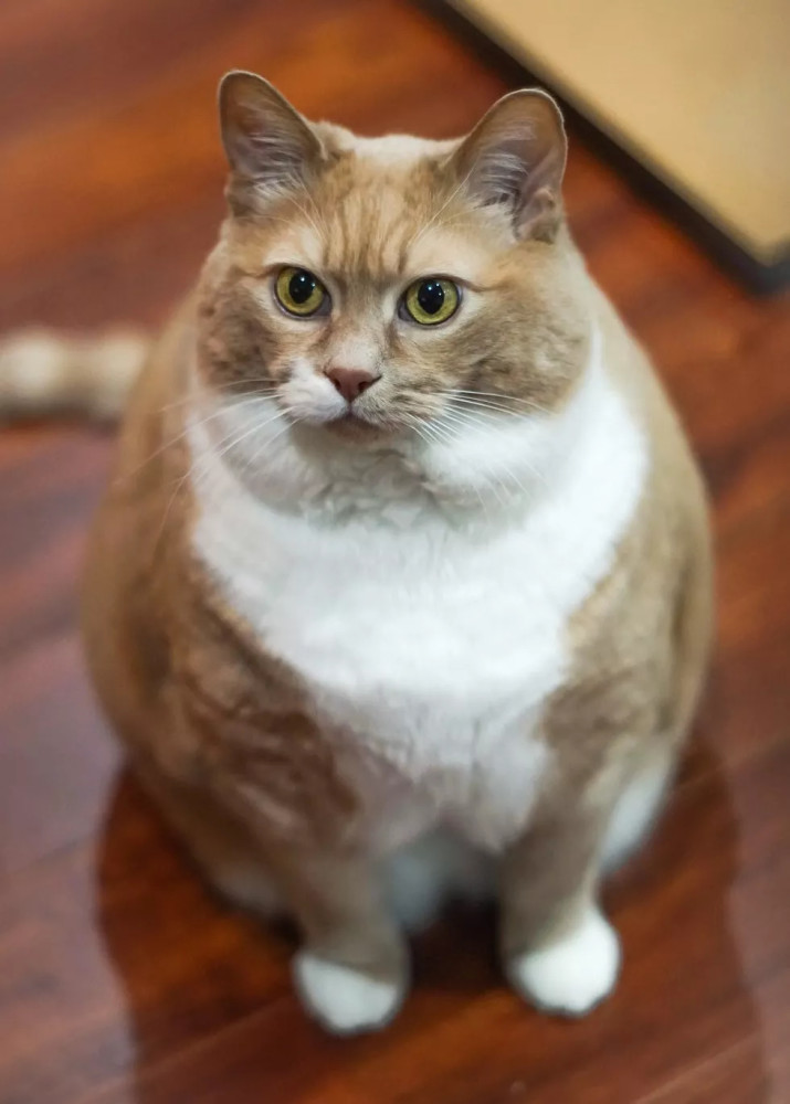 捡到一只胖成球的猫怎么办 当然是帮它减肥啊 腾讯新闻