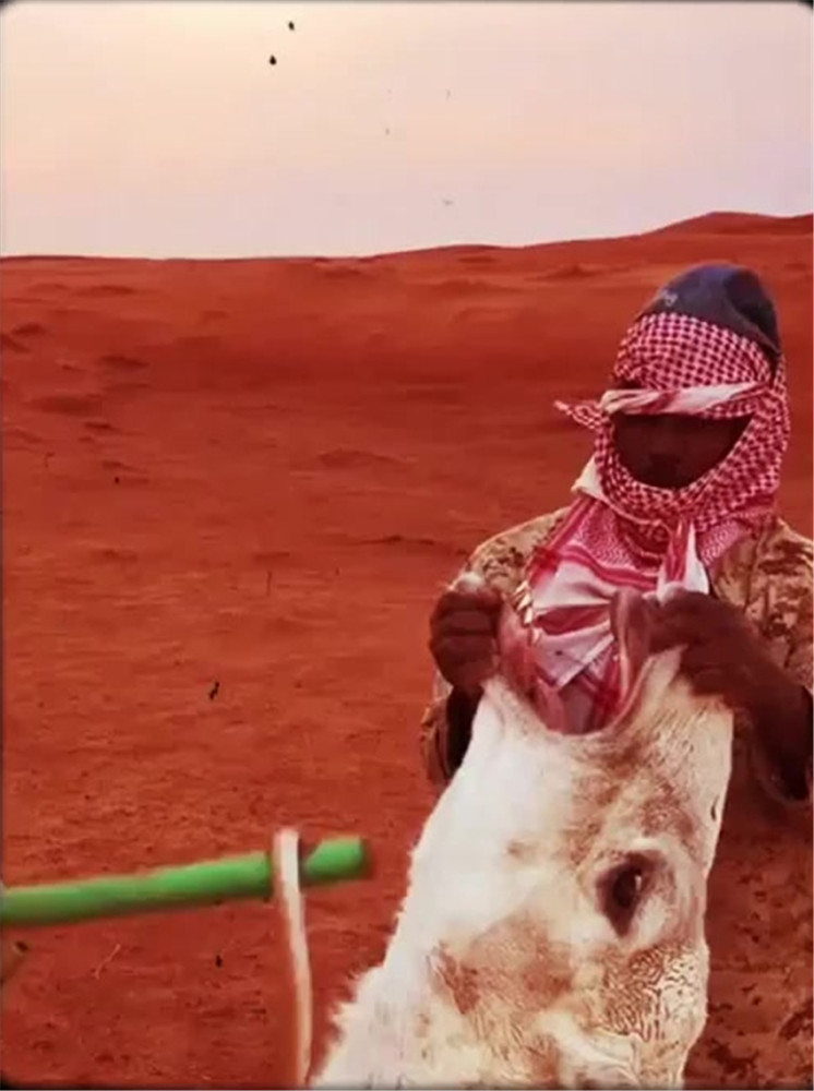 掐住骆驼脖子硬塞活蛇,骆驼:噎住了!主人:不怕