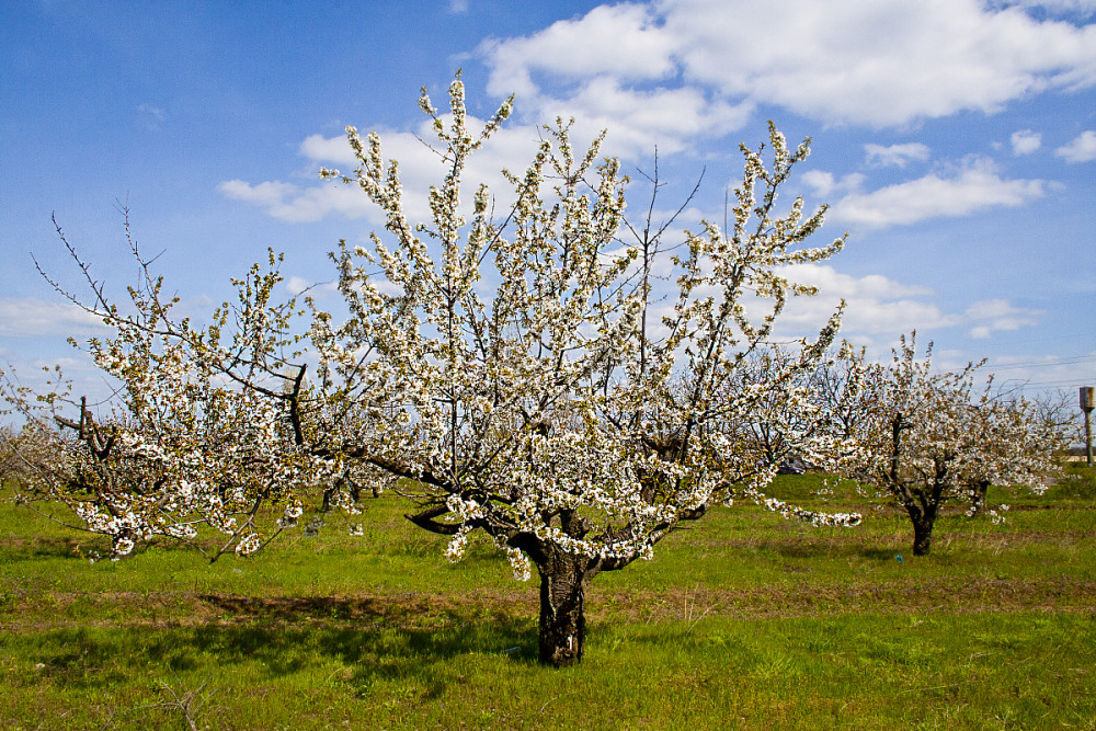 植树古诗五首河阳一县花谈谈古代的植树活动