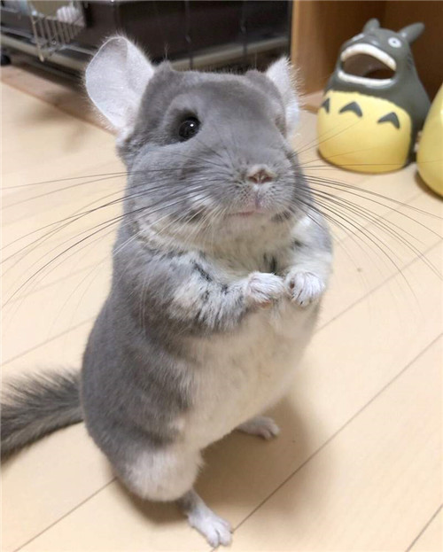 萌宠庄园:现实中的真.龙猫