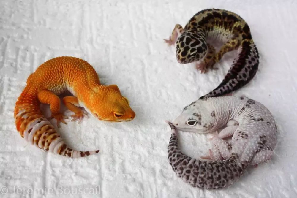 豹纹守宫新隐性基因,会成为拯救和提振豹纹守