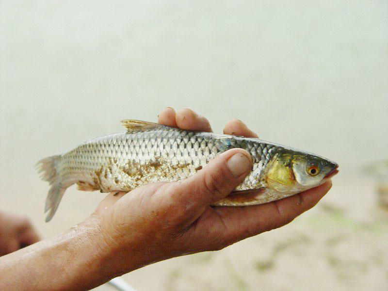 农村一种野草鱼,以前河里到处都是,现在野生