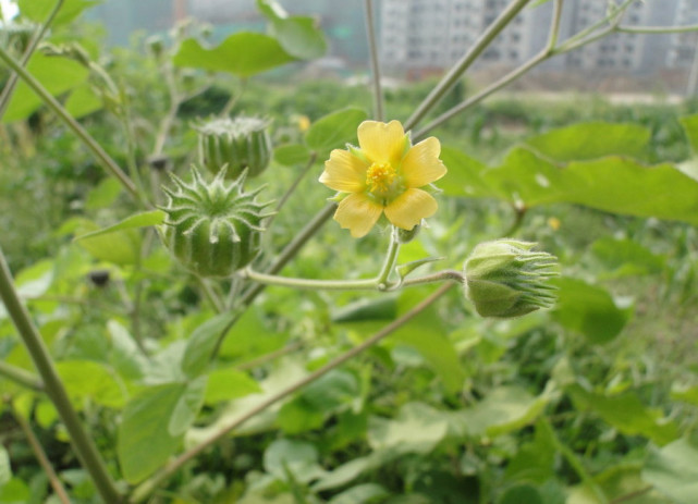 苘麻【别名】白麻,青麻,八角乌,孔麻,车轮草,塘麻,磨盘树,金盘银盏.