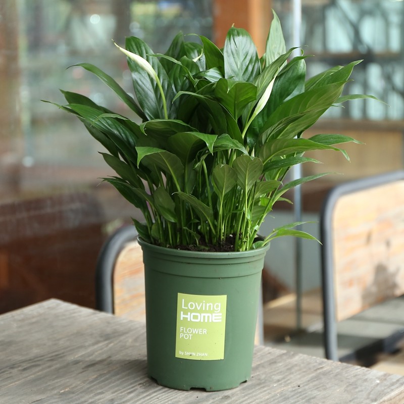 绿萝不养了 如今流行客厅摆上这盆栽 耐看又好养 喜气洋洋