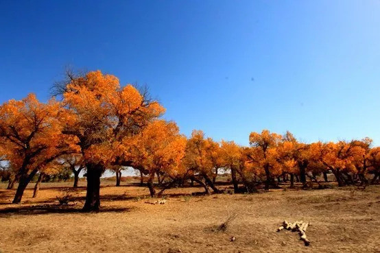 10月初额济纳旗胡杨林光彩夺目,令人沉醉.