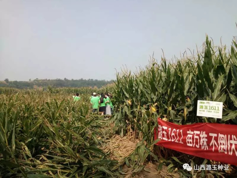 【公司资讯】体验营销快乐 共燃财富梦想—潞玉种业山西区核心经销商