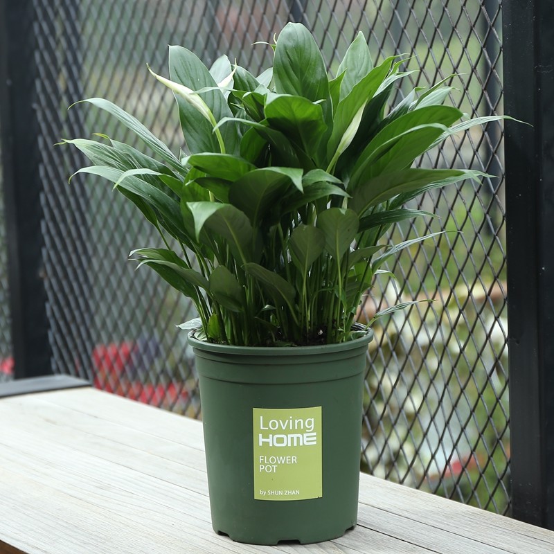 绿萝不养了 如今流行客厅摆上这盆栽 耐看又好养 喜气洋洋