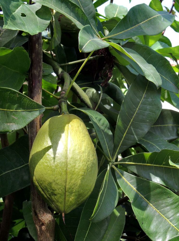 发财第一步,养好发财树,长大了可是会开花结果的!