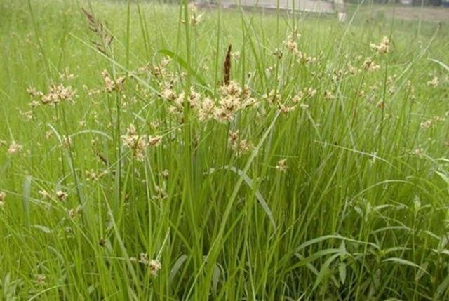 水稻田三棱草是什么草?选择哪些除草剂能够"根除"它?