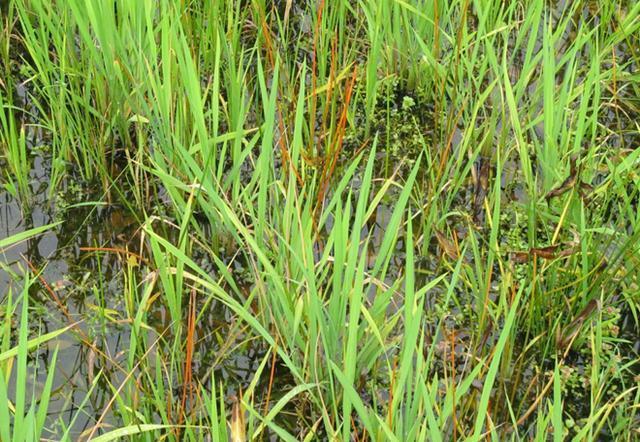 水稻田三棱草是什么草?选择哪些除草剂能够"根除"它?