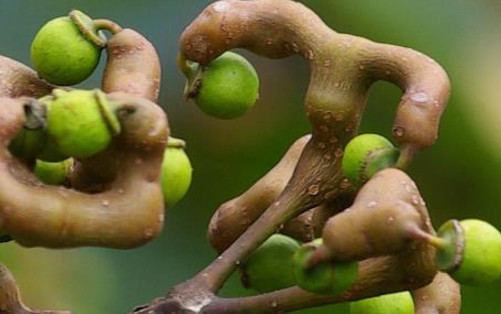 这种树浑身都能吃,药用价值很高,被人称为神仙树