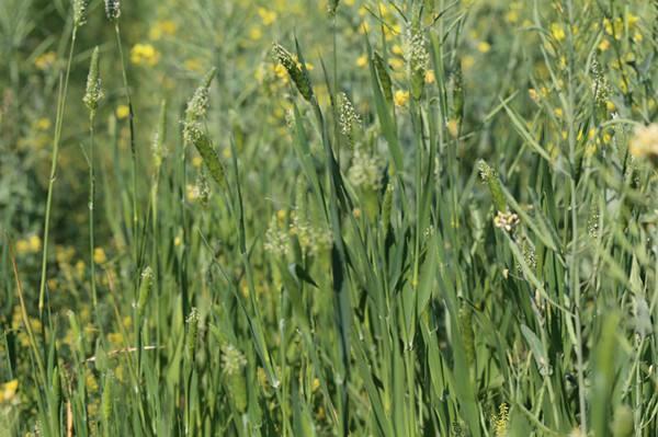 农村这种野草虉草,名字没多少人会读,但是对女性很有益处