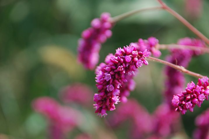 蓼花诗词里最美的草