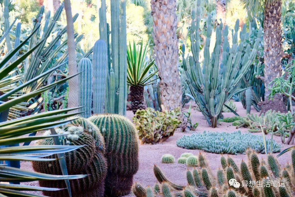 100个生活家|摩洛哥待了12天,终于明白为什么