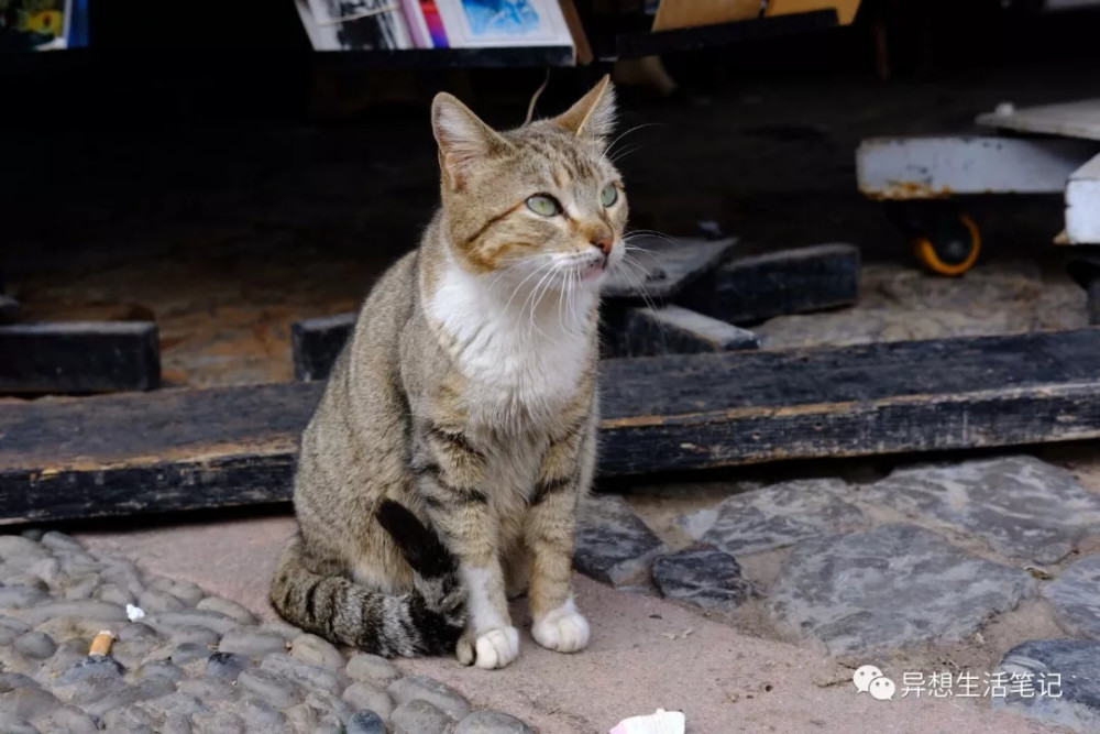 100个生活家|摩洛哥待了12天,终于明白为什么