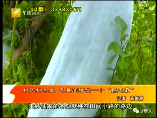 一米多长!永康一阿姨种出了宇宙最大冬瓜!