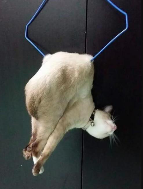 在厨房做饭,突然听到猫咪的惨叫,跑出去一看,急忙拿手机一顿拍