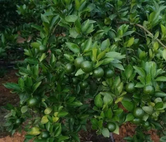 果园|9月份柑橘怎么管？这6个病害太猖獗！千万别让它们毁了你的果园！