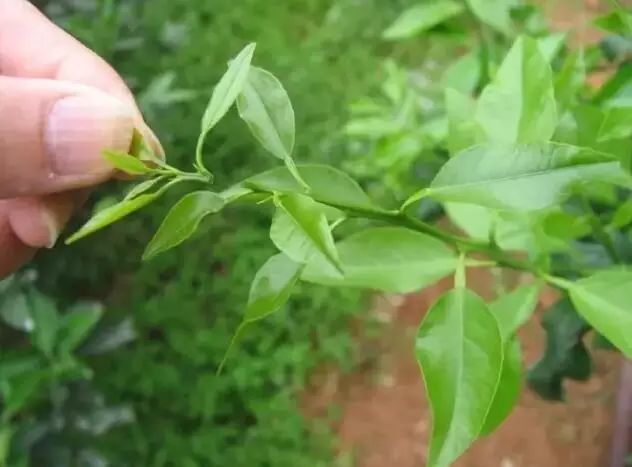 果园|9月份柑橘怎么管？这6个病害太猖獗！千万别让它们毁了你的果园！