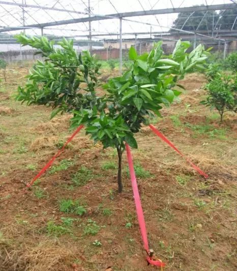 果园|9月份柑橘怎么管？这6个病害太猖獗！千万别让它们毁了你的果园！