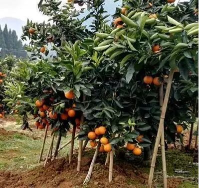 果园|9月份柑橘怎么管？这6个病害太猖獗！千万别让它们毁了你的果园！