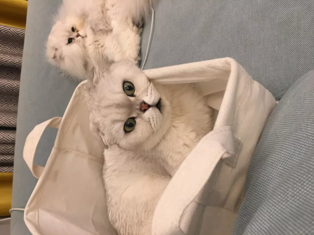 腾讯内容开放平台