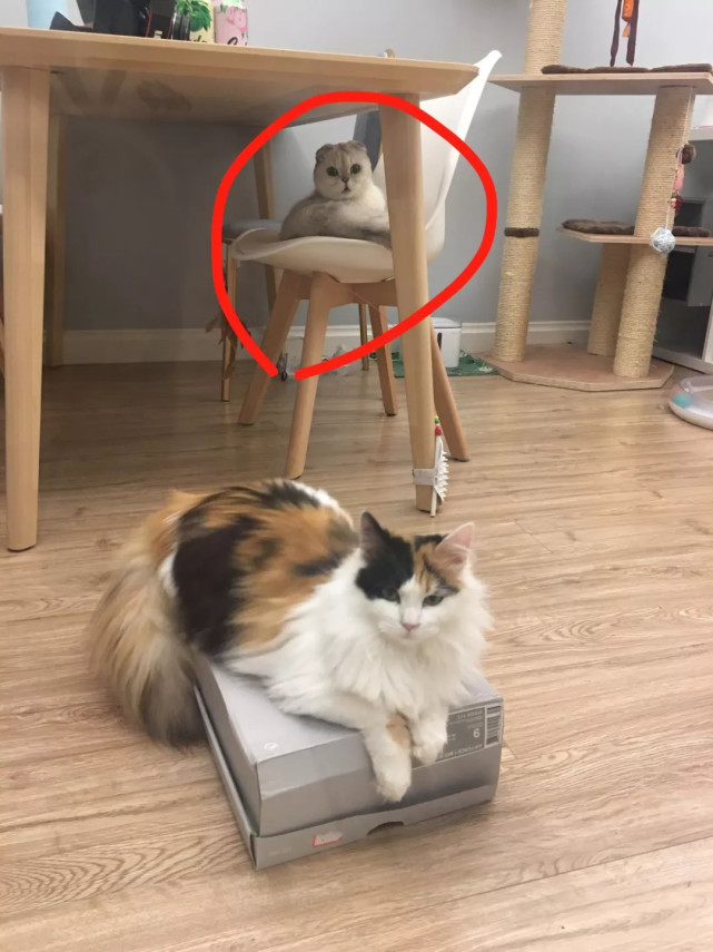 腾讯内容开放平台 - 猫 半身 不随 回復