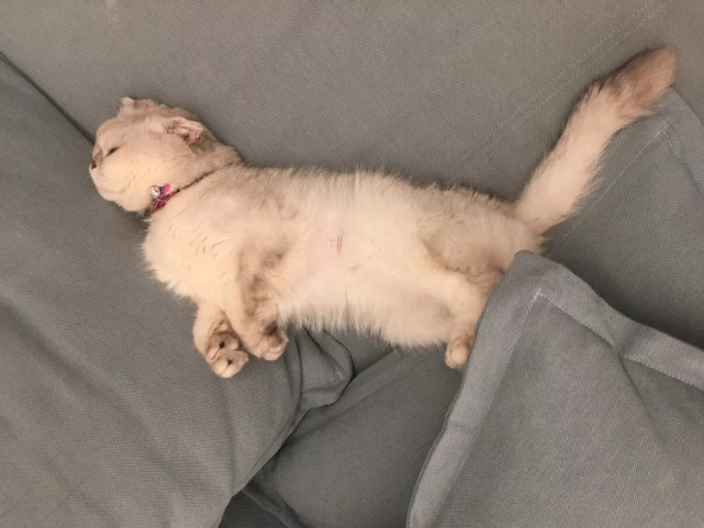 腾讯内容开放平台