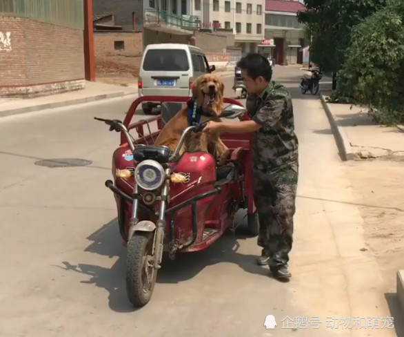 主人電瓶車沒電了推著金毛走,隨後狗狗的反應讓人淚目,太懂事了