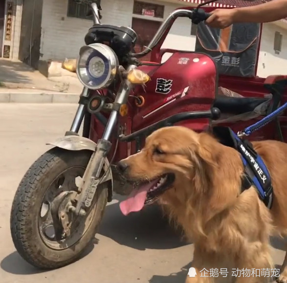 主人電瓶車沒電了推著金毛走,隨後狗狗的反應讓人淚目,太懂事了