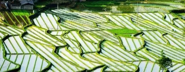 去遂川看一眼倾泻而下的柔美梯田